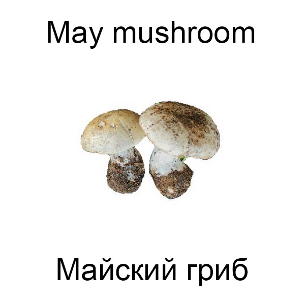 Ягоды и грибы на английском